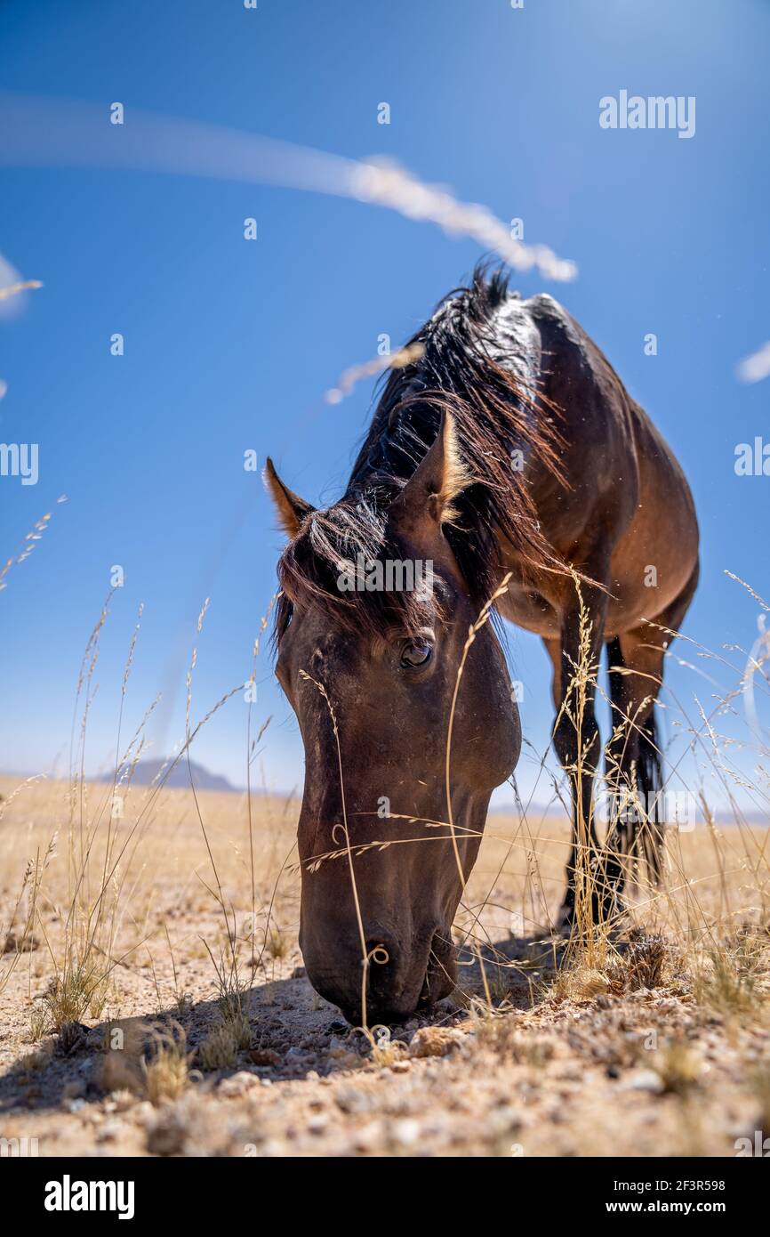 A Wild horse of Garub, near the namib desert in namibia Stock Photo