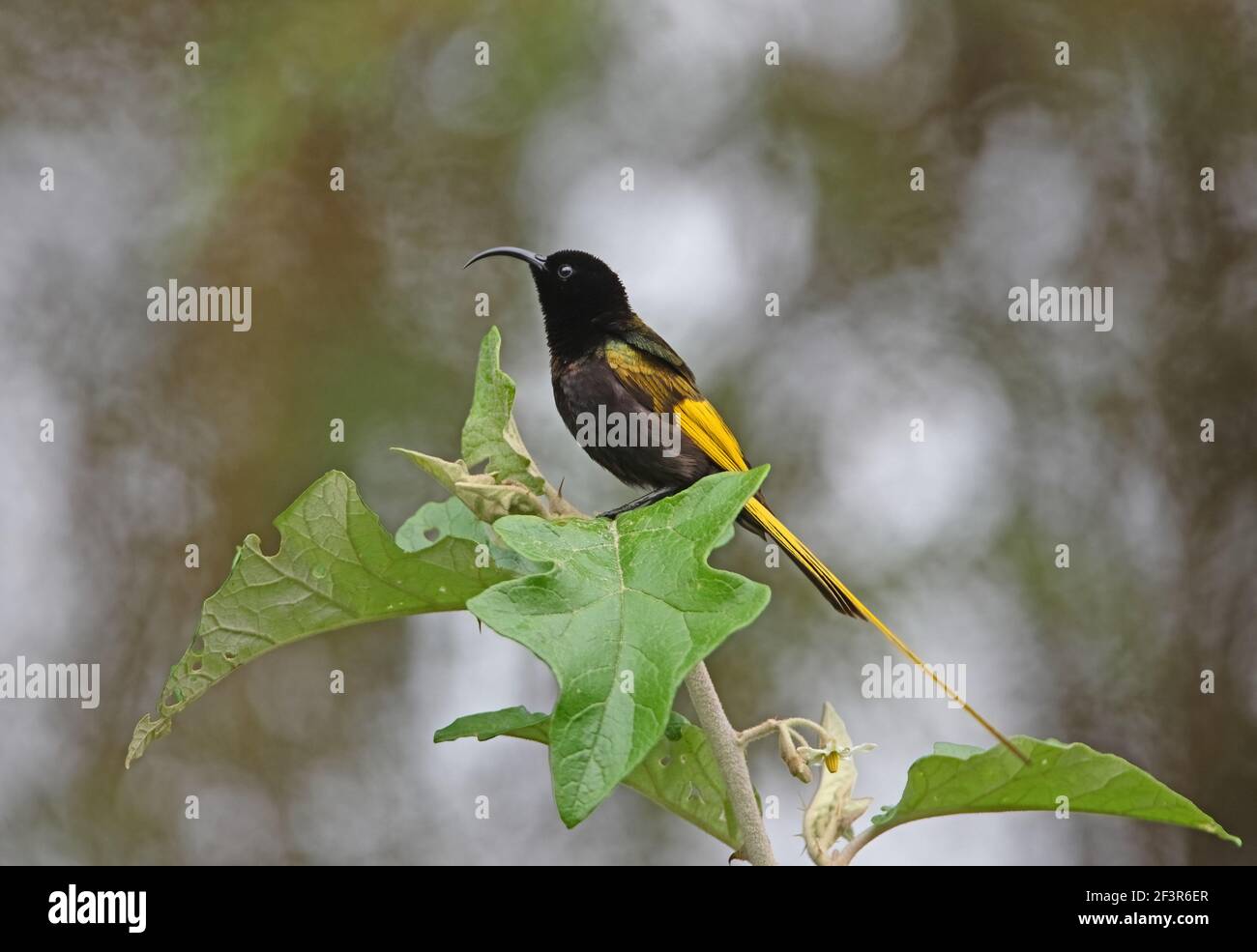 Golden-winged Sunbird (Drepanorhynchus reichenowi reichenowi) adult male perched on stem Kenya         November Stock Photo