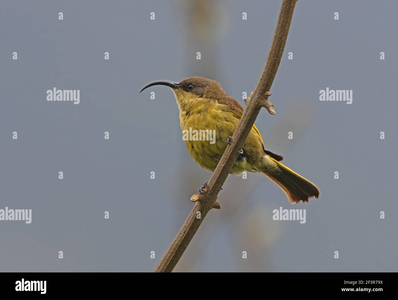 Golden-winged Sunbird (Drepanorhynchus reichenowi reichenowi) adult female perched on stem Kenya      November Stock Photo