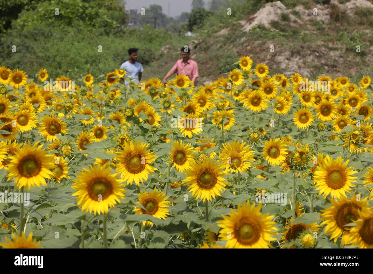 Dhaka, Dhaka, Bangladesh. 16th Mar, 2021. March, 16, 2021 A Farmer