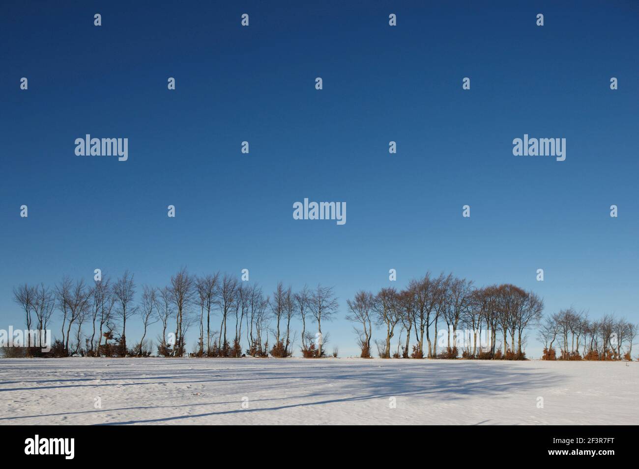 Snowy landscape with line of beech trees in the Eifel mountain area in Simmerath, Germany Stock Photo