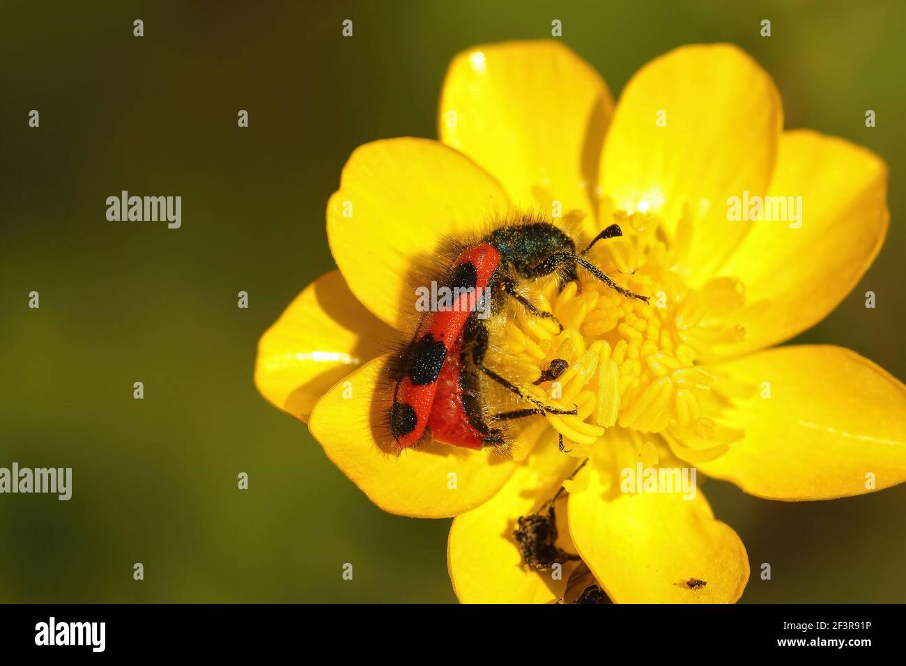 A macro shot of a trichodes apiarius on a yellow flower Stock Photo