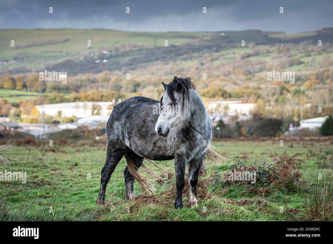 A single white, wild horse in the rural landscape of Wales. The autumn day is cloudy Stock Photo