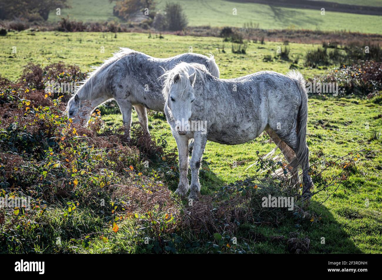 Wild, white horses, grazing on common land Stock Photo