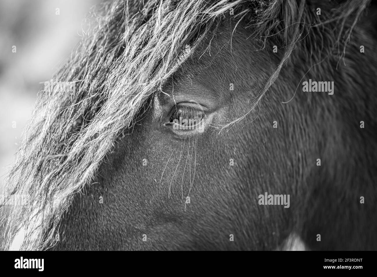 Close up of a wild horse. Focus is on the eye. Black & White Stock Photo
