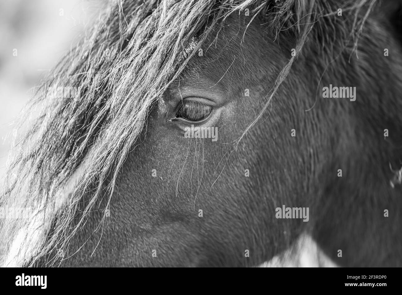 Close up of a wild horse. Focus is on the eye. Black & White Stock Photo