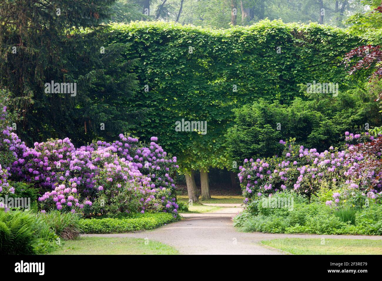 Baroque park with tall hedge and rhododendron bushes, Franzosischer Garden, Dusseldorf, Germany Stock Photo