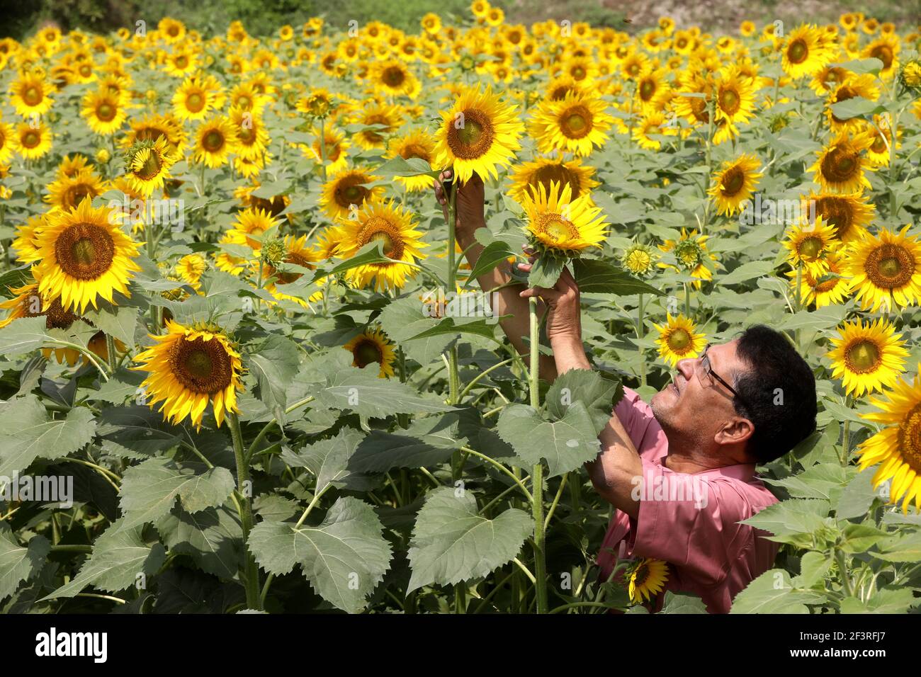 Dhaka, Bangladesh. 16th Mar, 2021. A Farmer observes a sunflower in a