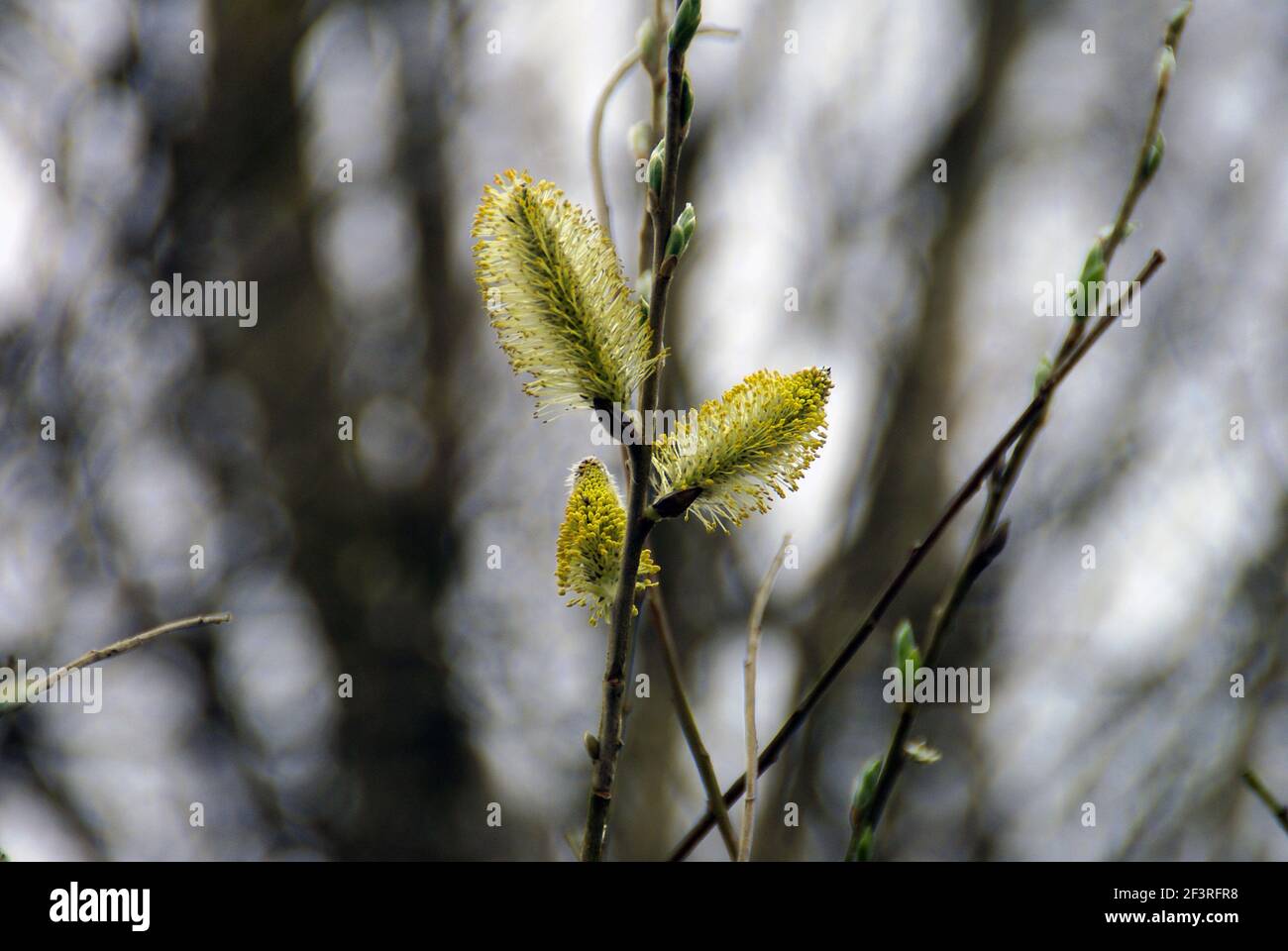 Close up of catkins early spring Stock Photo