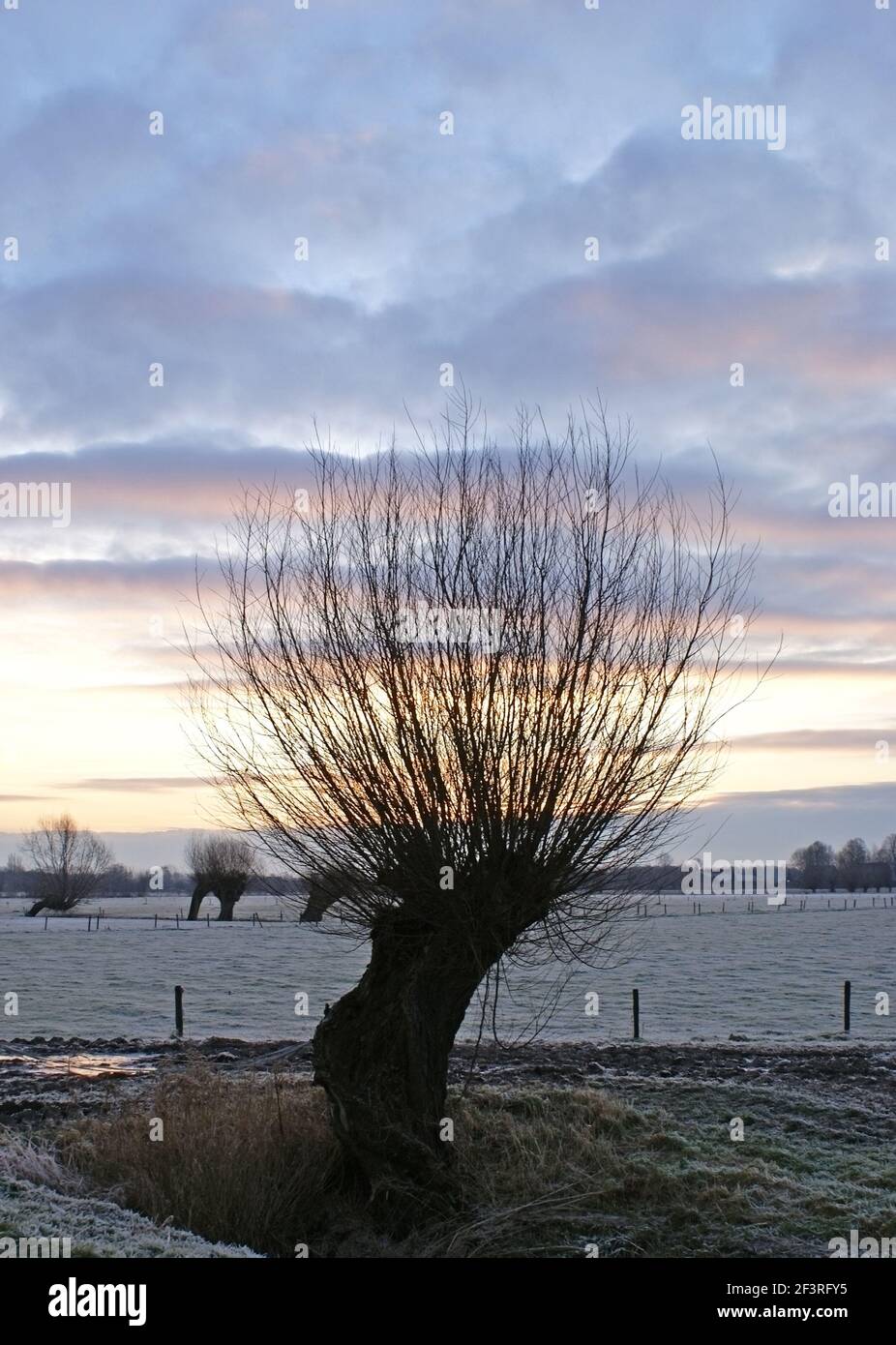 Silhouette of a willow tree on an early, frosted sunrise Stock Photo