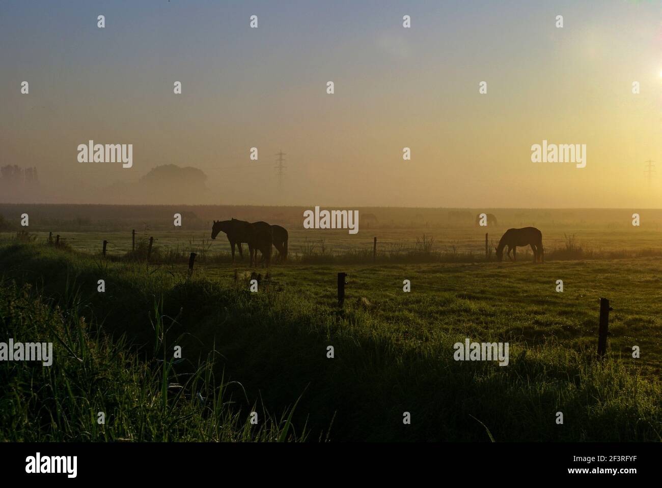 Sleeping horses at an early morning sunrise Stock Photo