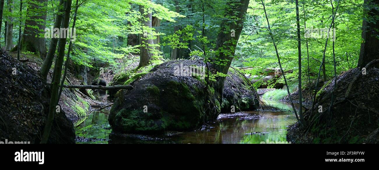 Image of two brooks joining in a dense forest, Motketel, Veluwe, the Netherlands Stock Photo