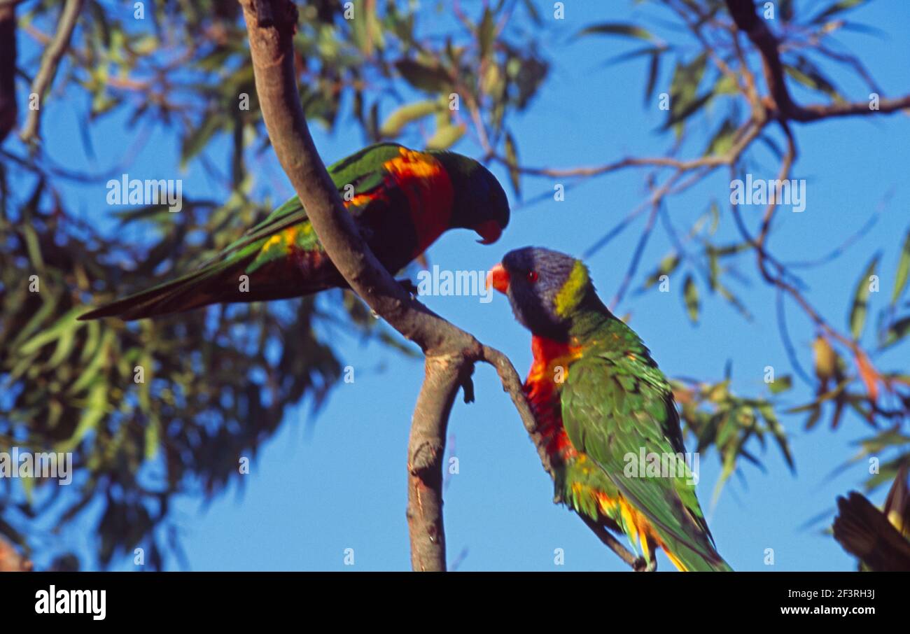 Sydney Australia East Lindfield Rainbow Lorikeets In Tree Stock Photo