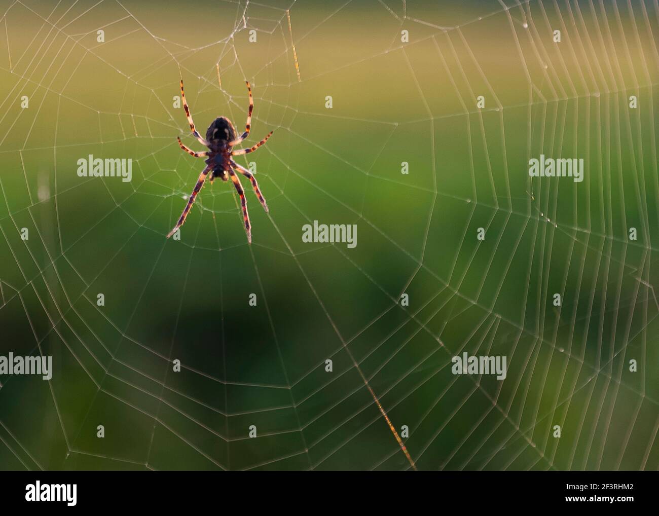 Spider, patiently waiting in her web Stock Photo