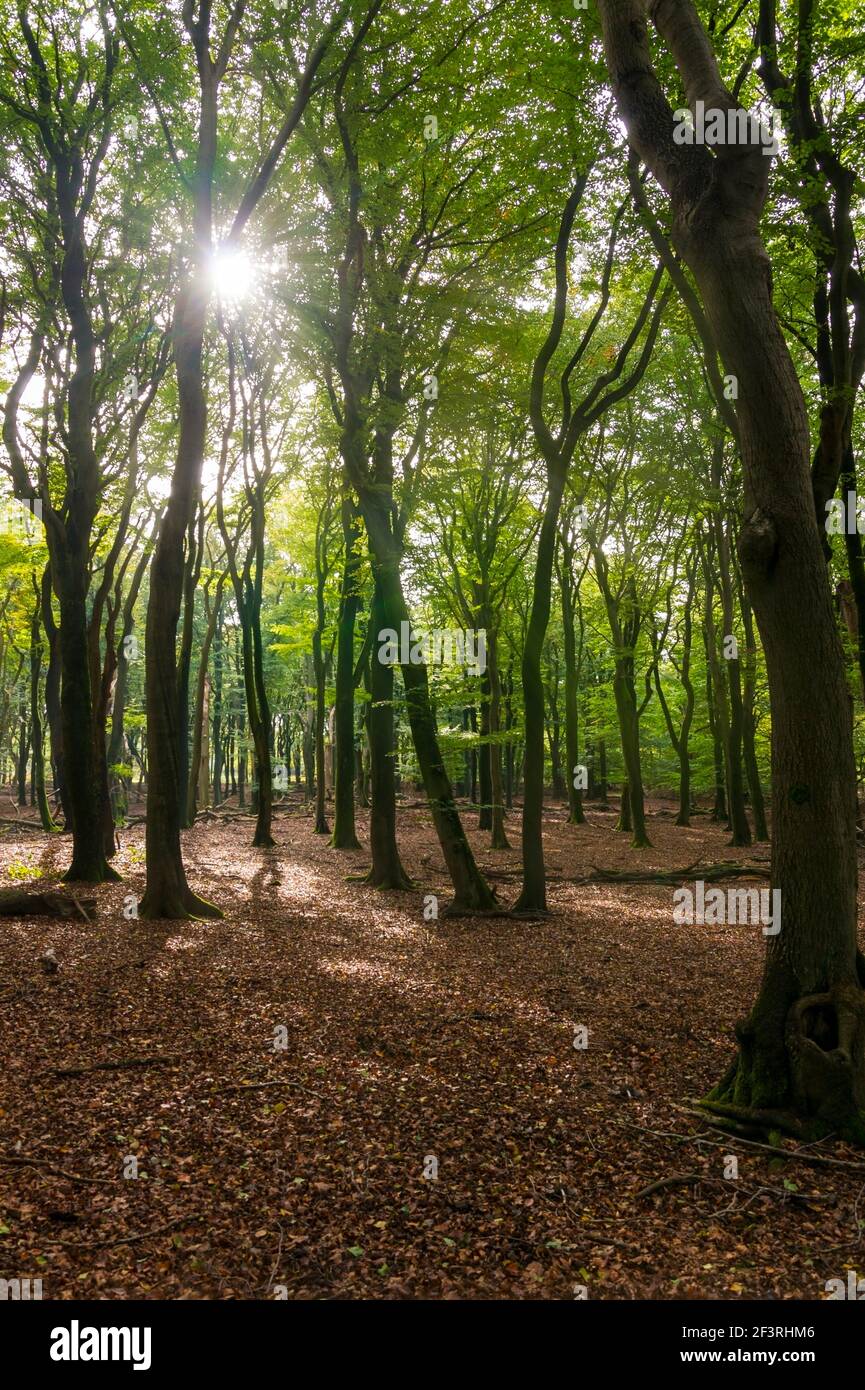 Sunrays through the foliage of beech trees, Veluwe, Netherlands Stock Photo