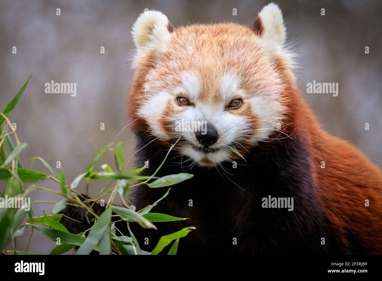 A happy looking red panda (Ailurus fulgens), an endangered species native eastern Himalayas and southwestern China, munches on bamboo, close up face Stock Photo