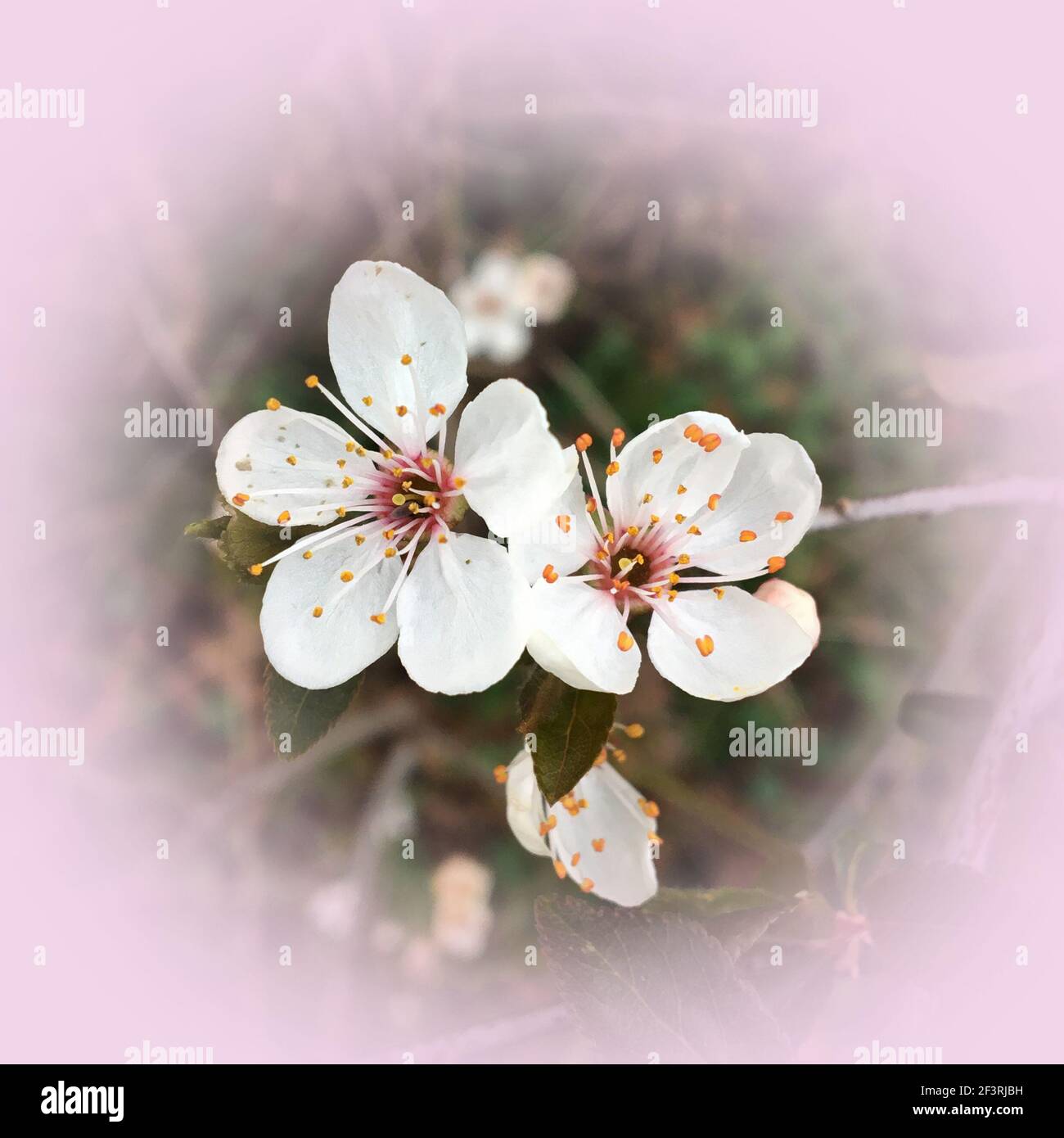 Little branch blossoming apple hi res stock photography and images Alamy Little branch blossoming apple hi res stock photography and images Alamy