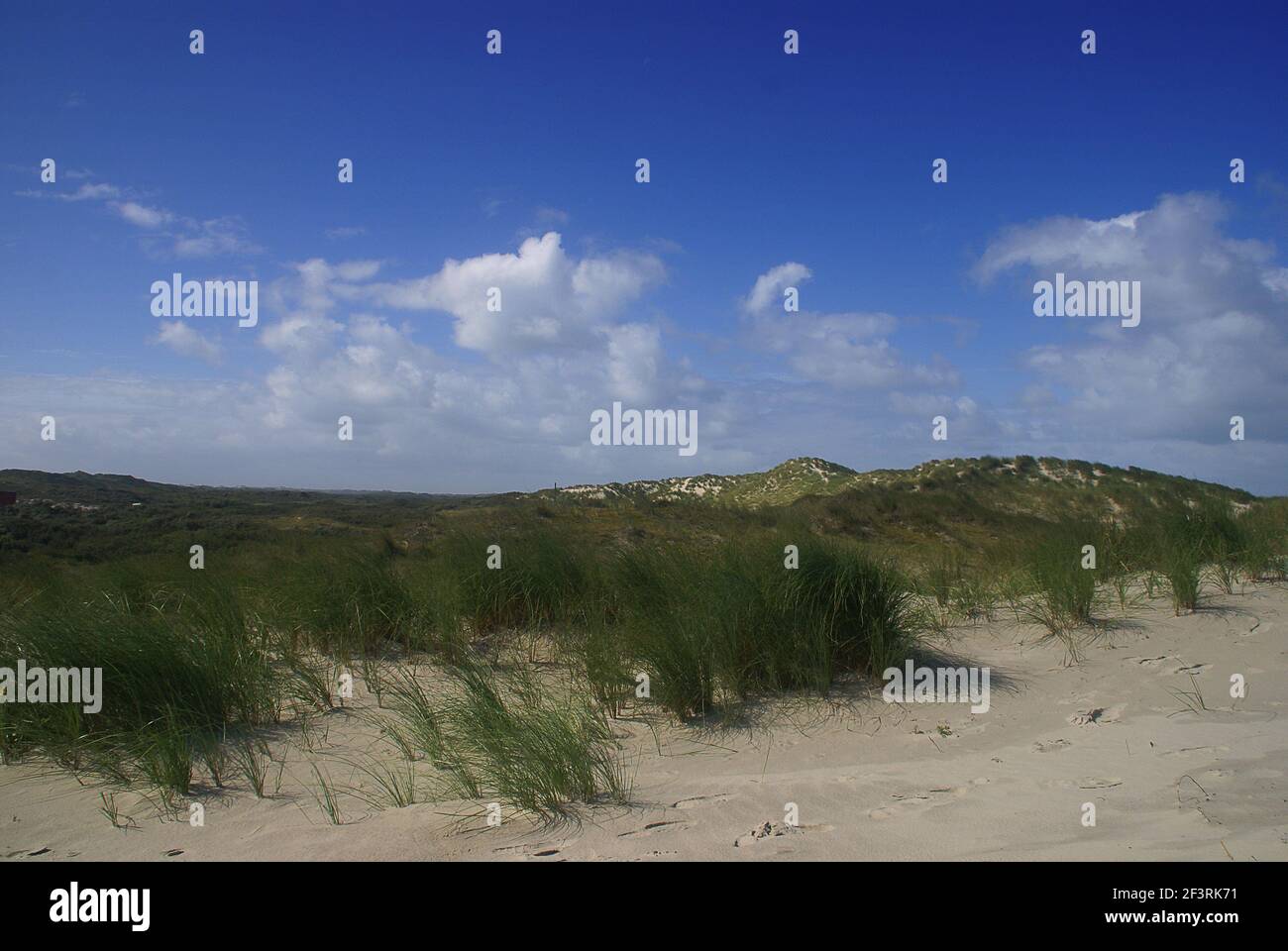 Typical dune landscape along the Dutch coast, Terschelling Stock Photo ...
