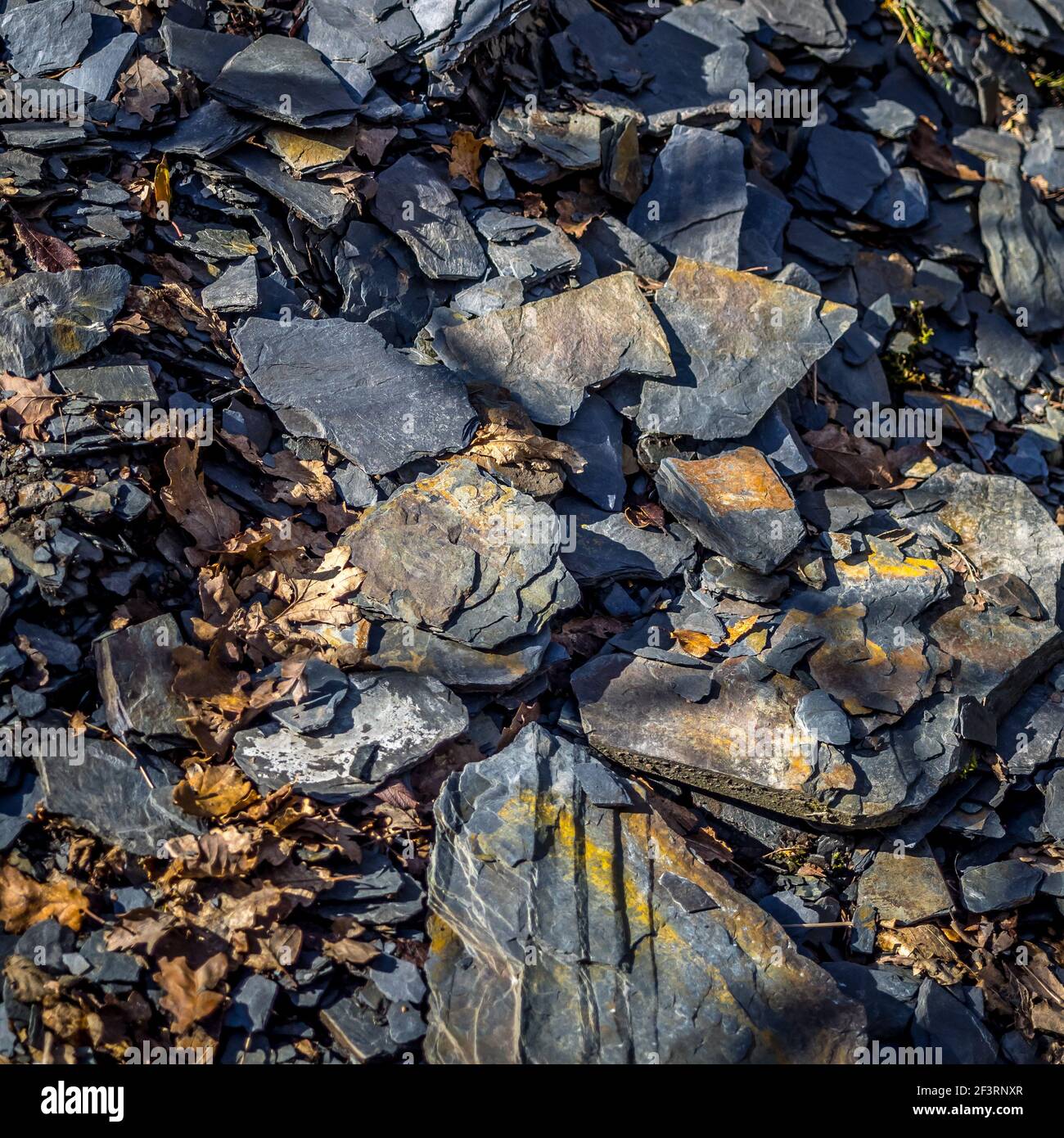 Slate lies unused in the sunlight in a disused quarry at the Welsh Wildlife Centre at Cilgerran in West Wales Stock Photo