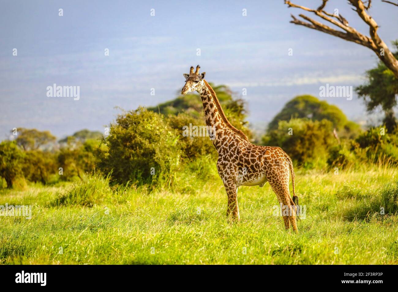 Masai Giraffe Massai Giraffe In Amboseli National Park Kenya Africa masai-giraffe-massai-giraffe-in-amboseli-national-park-kenya-africa