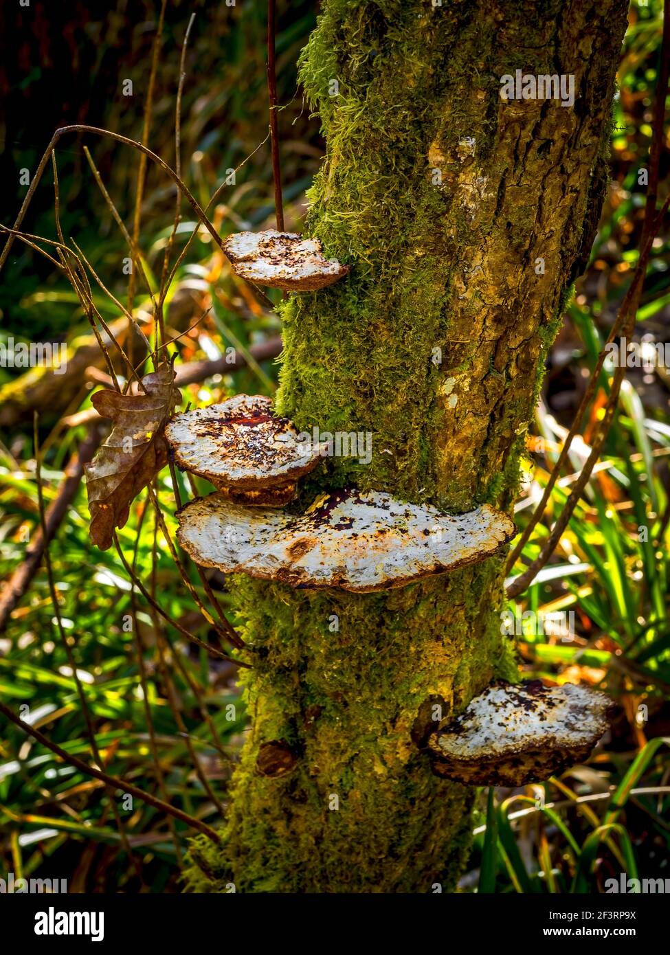 Fungus growing on the trunk of a lichen covered tree in a disused Welsh slate quarry. Stock Photo