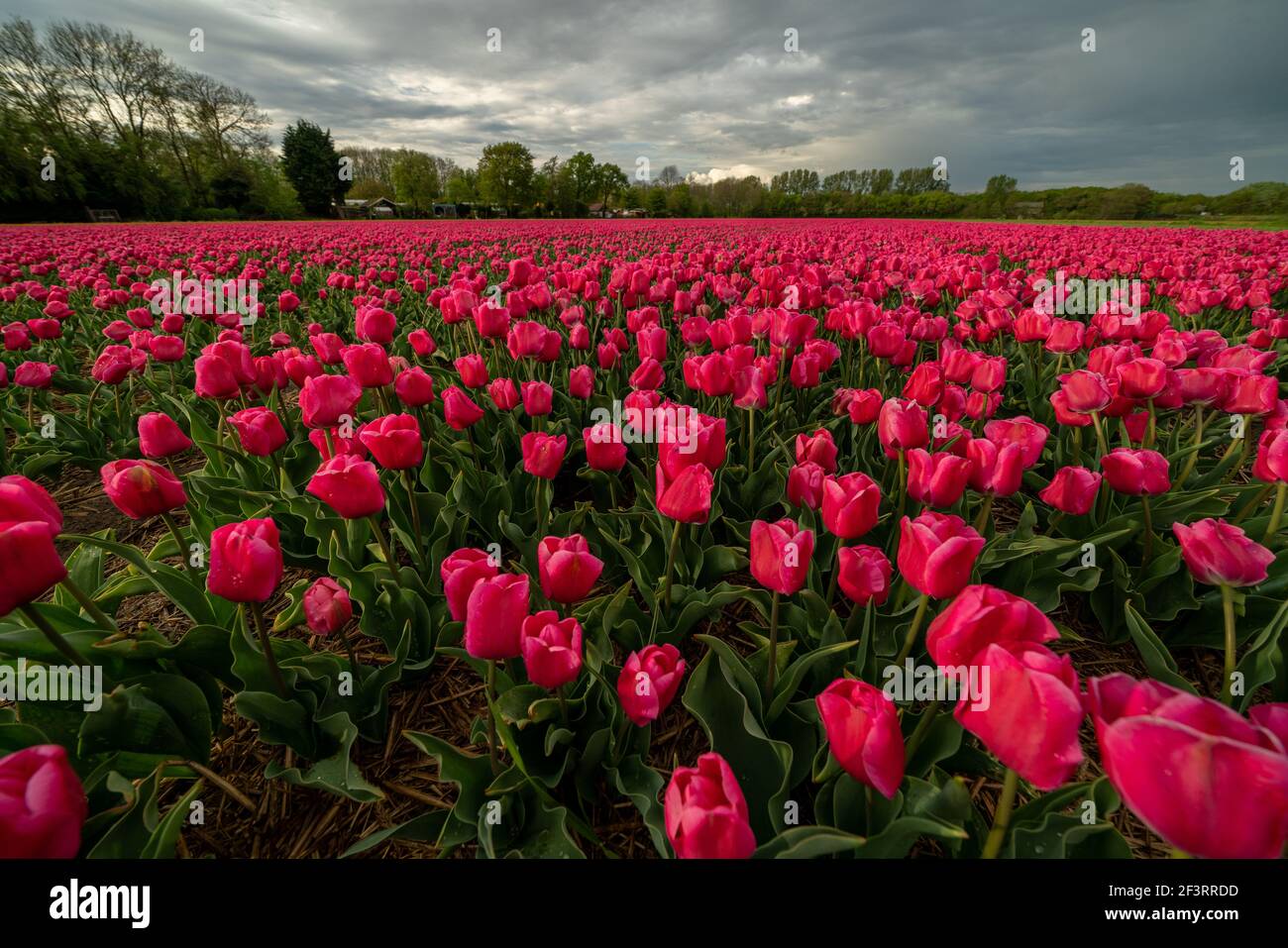 View over colorful tulips fields in the morning, Netherlands Stock ...