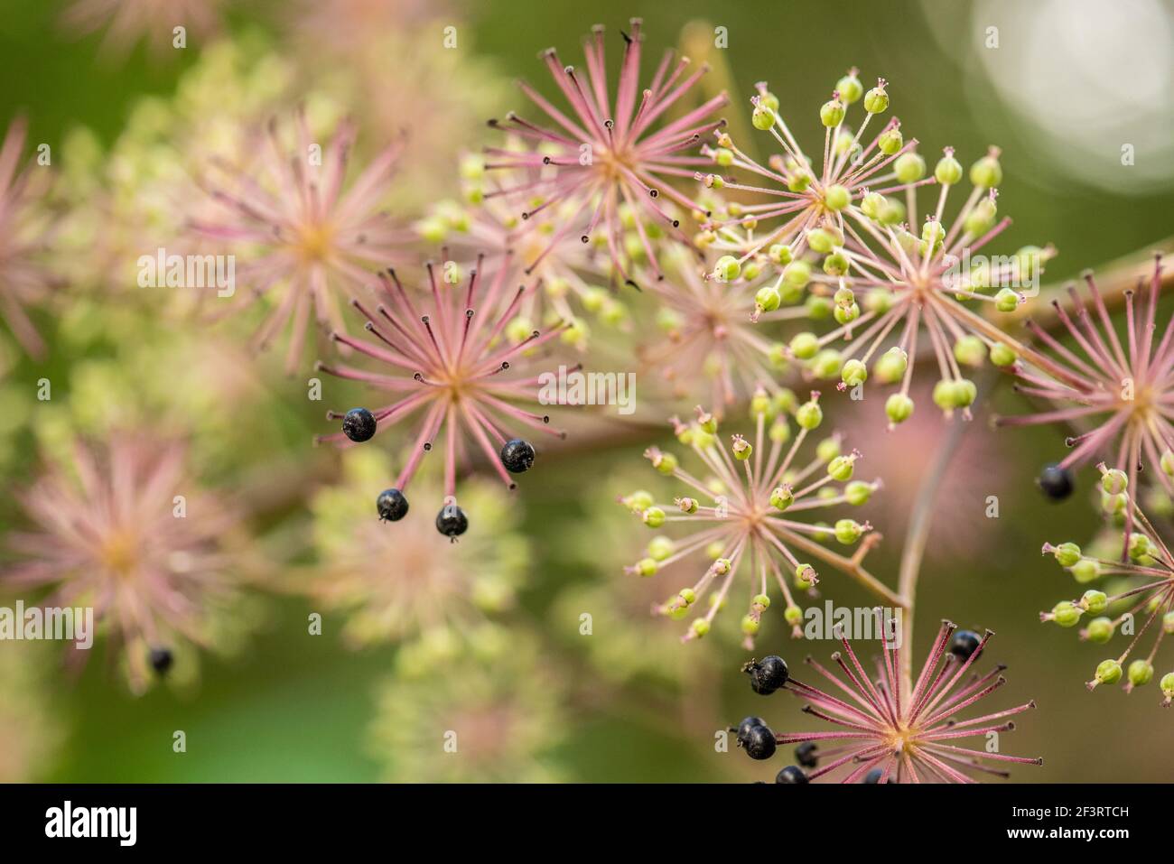 Flowers and berries of spikenard, Aralia cordata Stock Photo