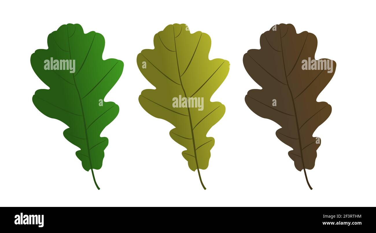 Set of vector maple leaves of different colors. Vector flat illustration. Stock Vector