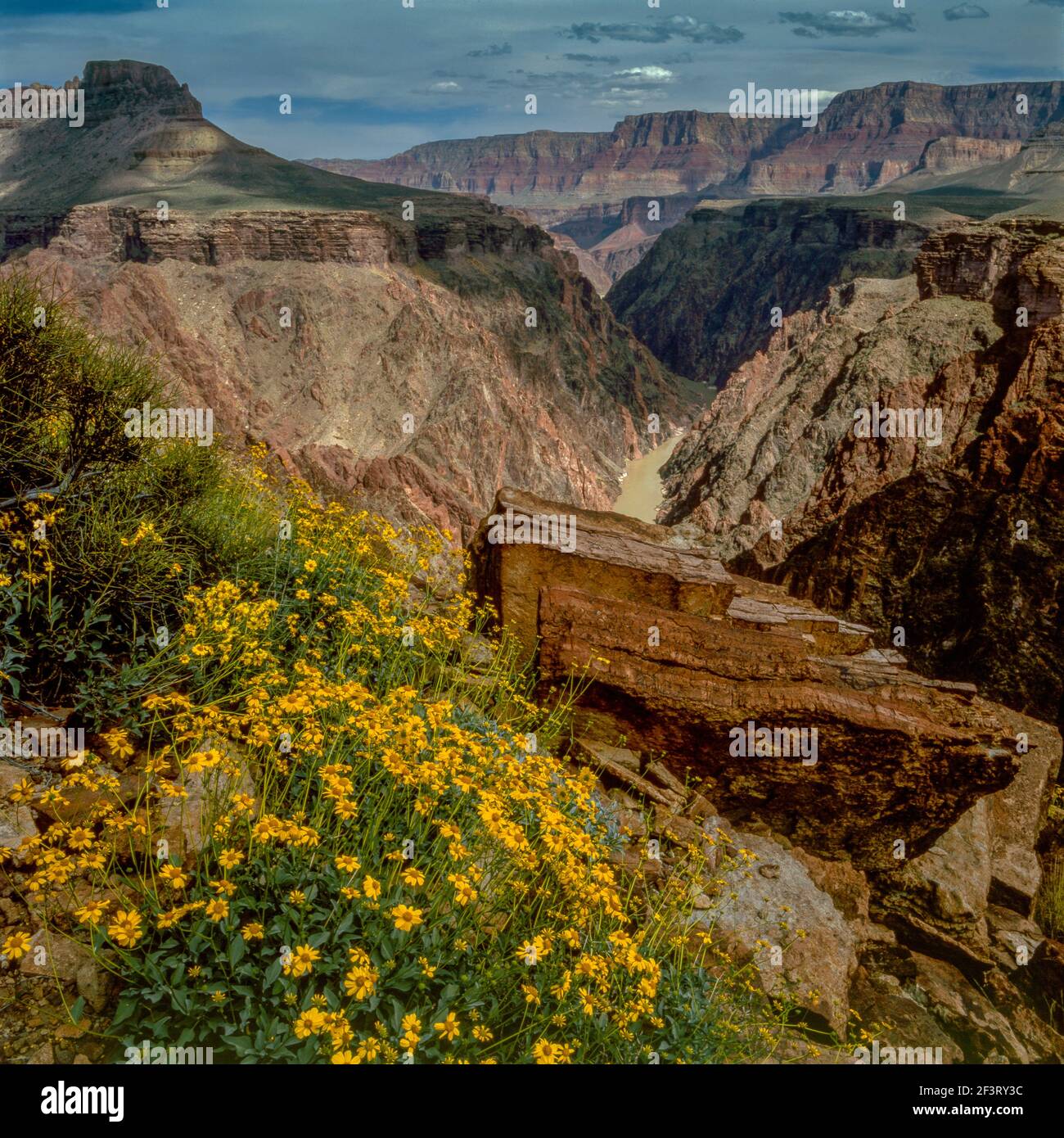 Brittlebush, Tonto Plateau, Colorado River, Grand Canyon National Park, Arizona Stock Photo