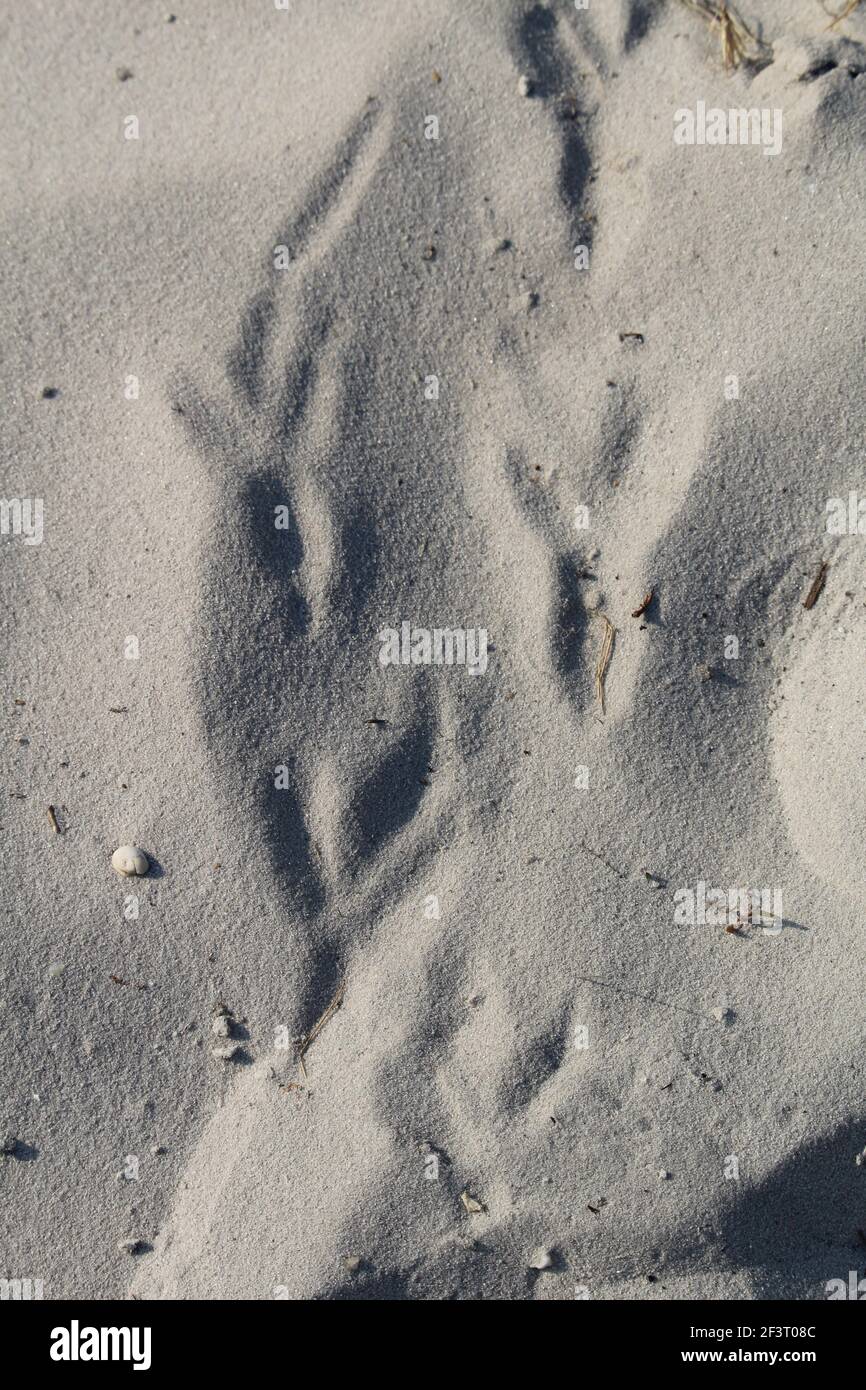 Closeup shot animal footprint trail hi-res stock photography and images ...