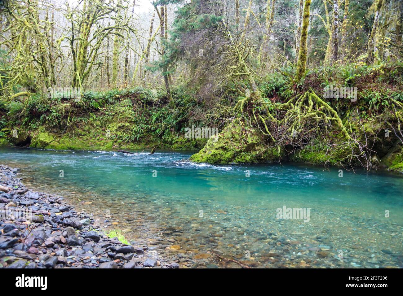 Cook Creek: Nehalem River Tributary, Coastal Oregon. Stock Photo