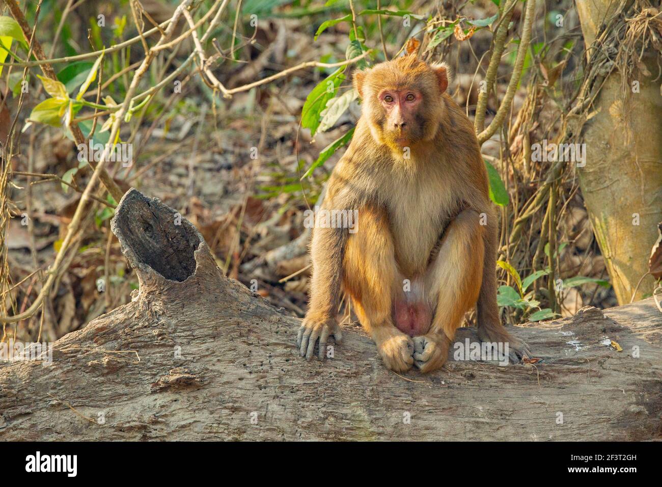 Rhesus Macaque (Macaca mulatta) Stock Photo