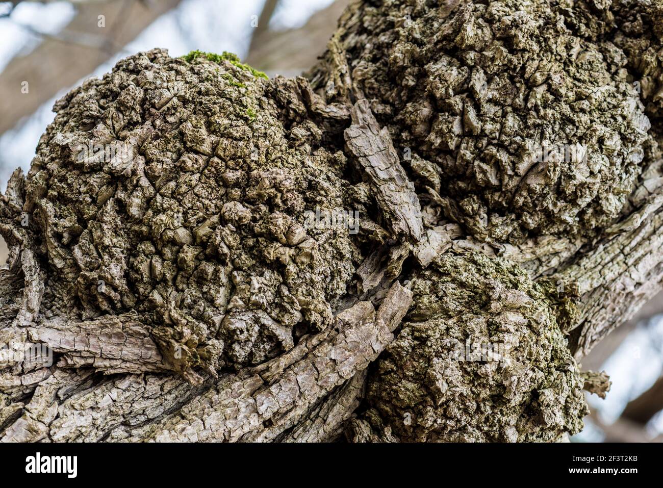 Agrobacterium tumefaciens hires stock photography and images Alamy