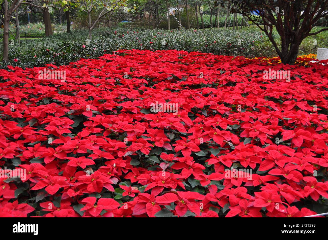 Poinsettia in Hong Kong Stock Photo