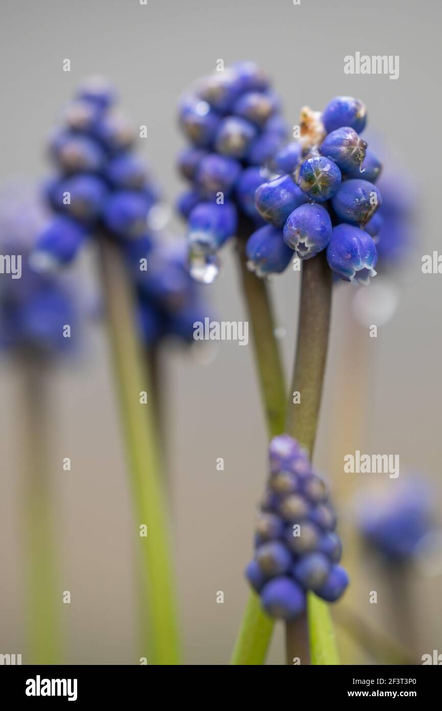 Muscari. Group of grape hyacinths. Close up of bluebells. Beauty in nature. Stock Photo