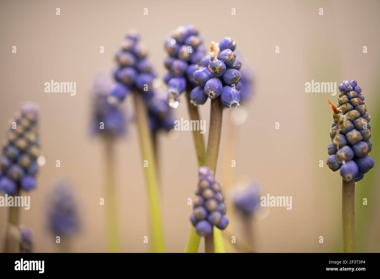 Muscari. Group of grape hyacinths. Close up of bluebells. Beauty in nature. Stock Photo