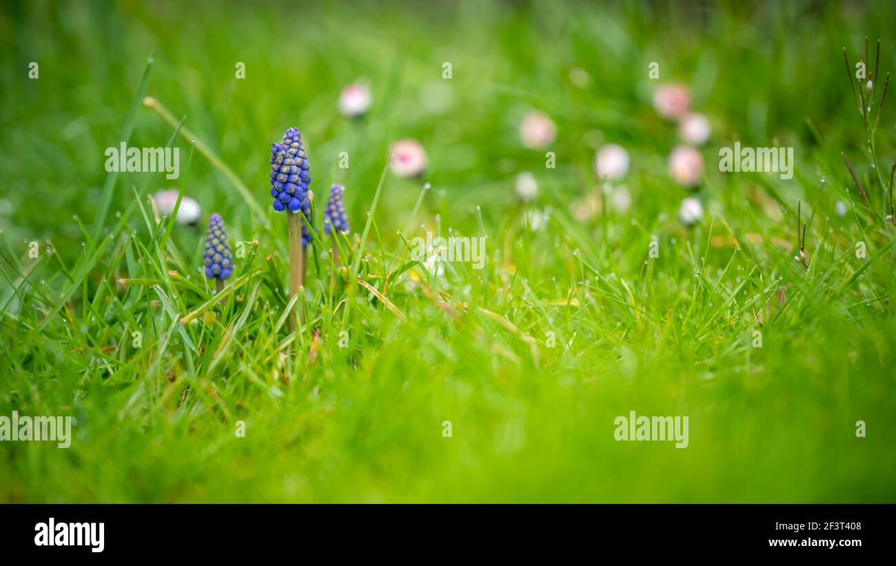 Muscari. Wet grape hyacinth with natural green background and little daisy. Bluebells . Beauty in nature. Stock Photo