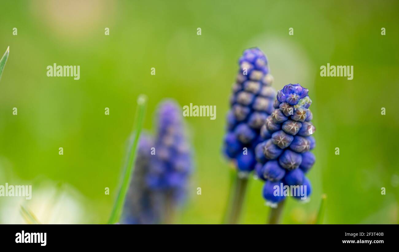 Muscari. grape hyacinth. Close up of bluebells with natural green background. Beauty in nature. Stock Photo