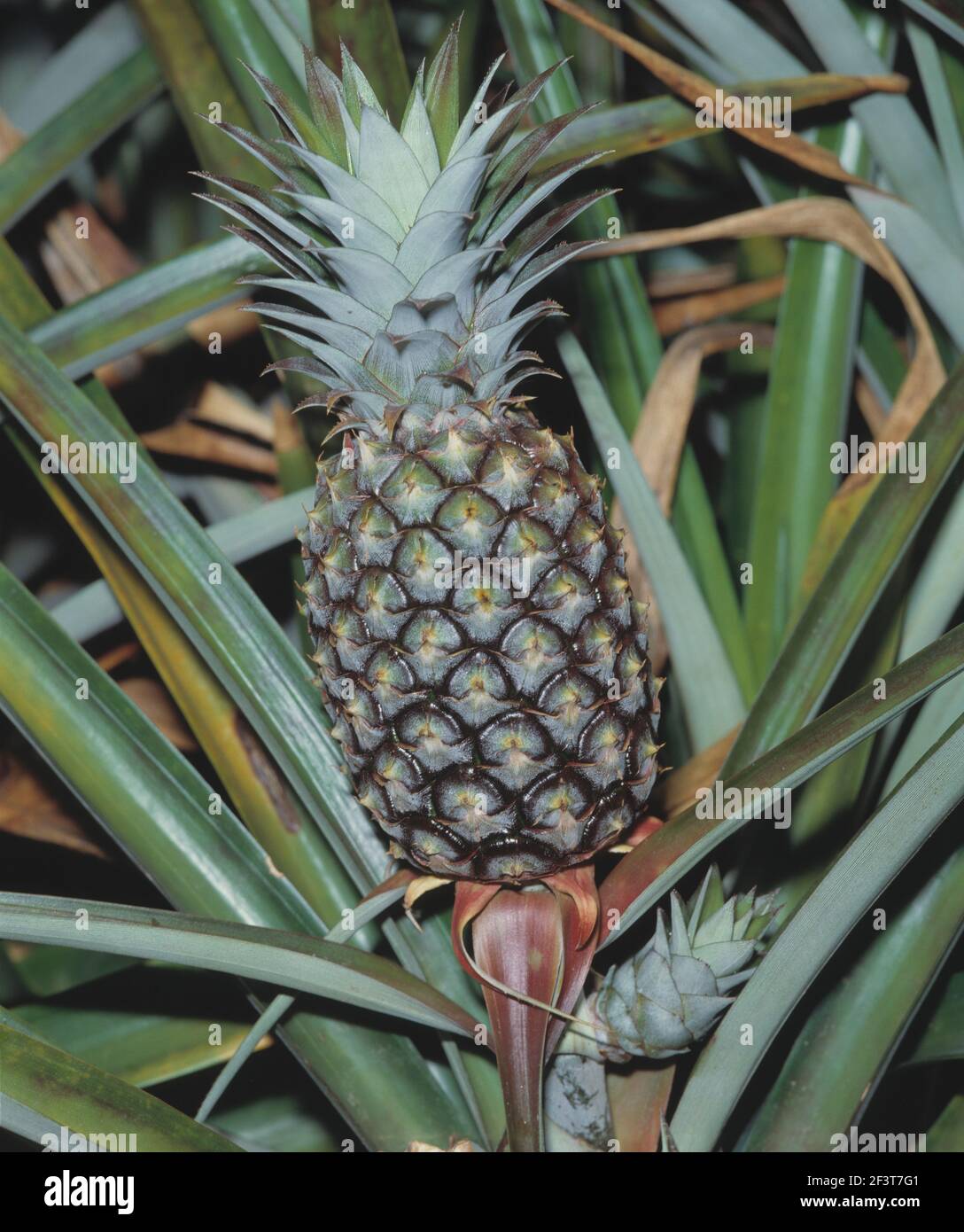 Agriculture. Fruit. Growing pineapple. (Ananas comosus). Stock Photo