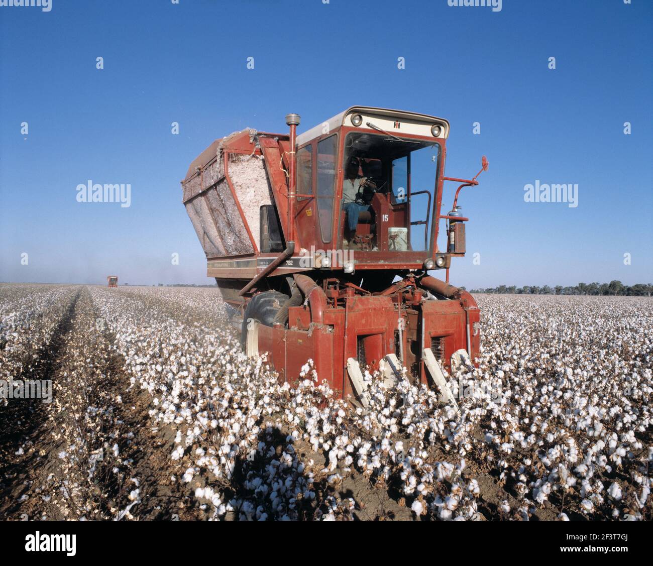 Australia. New South Wales. Agriculture. Cotton crop harvest. Stock Photo