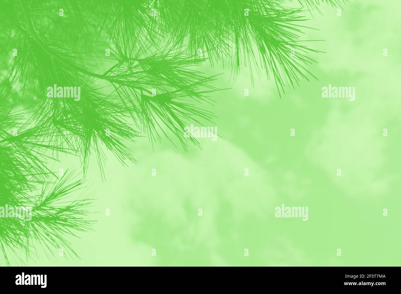 Fresh green background with coniferous tree branch, copy space Stock Photo