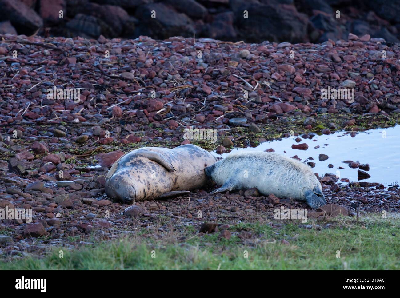 St Abbs, Berwickshire, Scotland - North Sea fishing village and nature reserve. Grey seal mother and pup feeding. Stock Photo