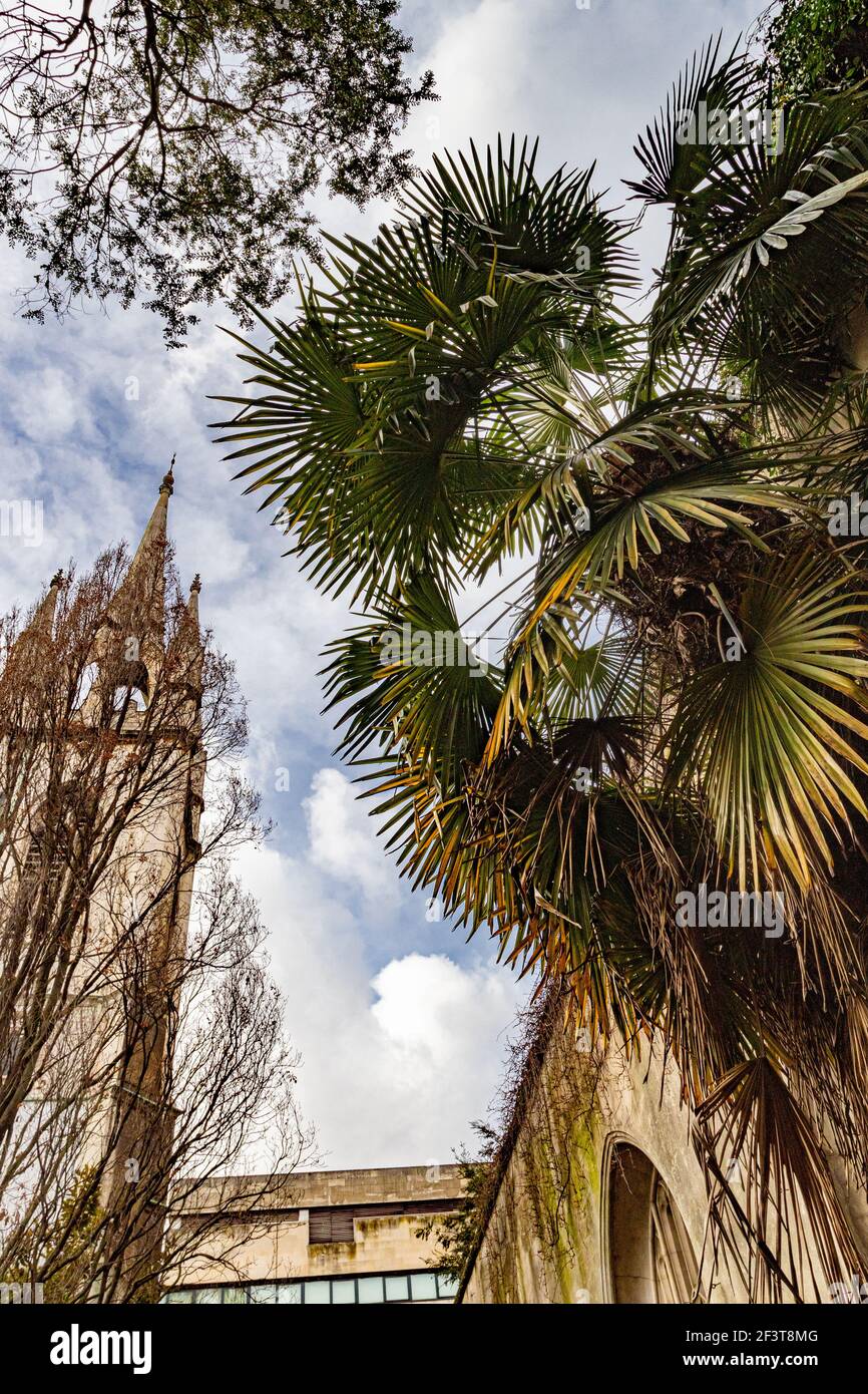 Looking up at a gothic church tower and fan palm tree, creating a slight Mediterranean feel. St Dunstan-in-the-East, City of London - Stock Image