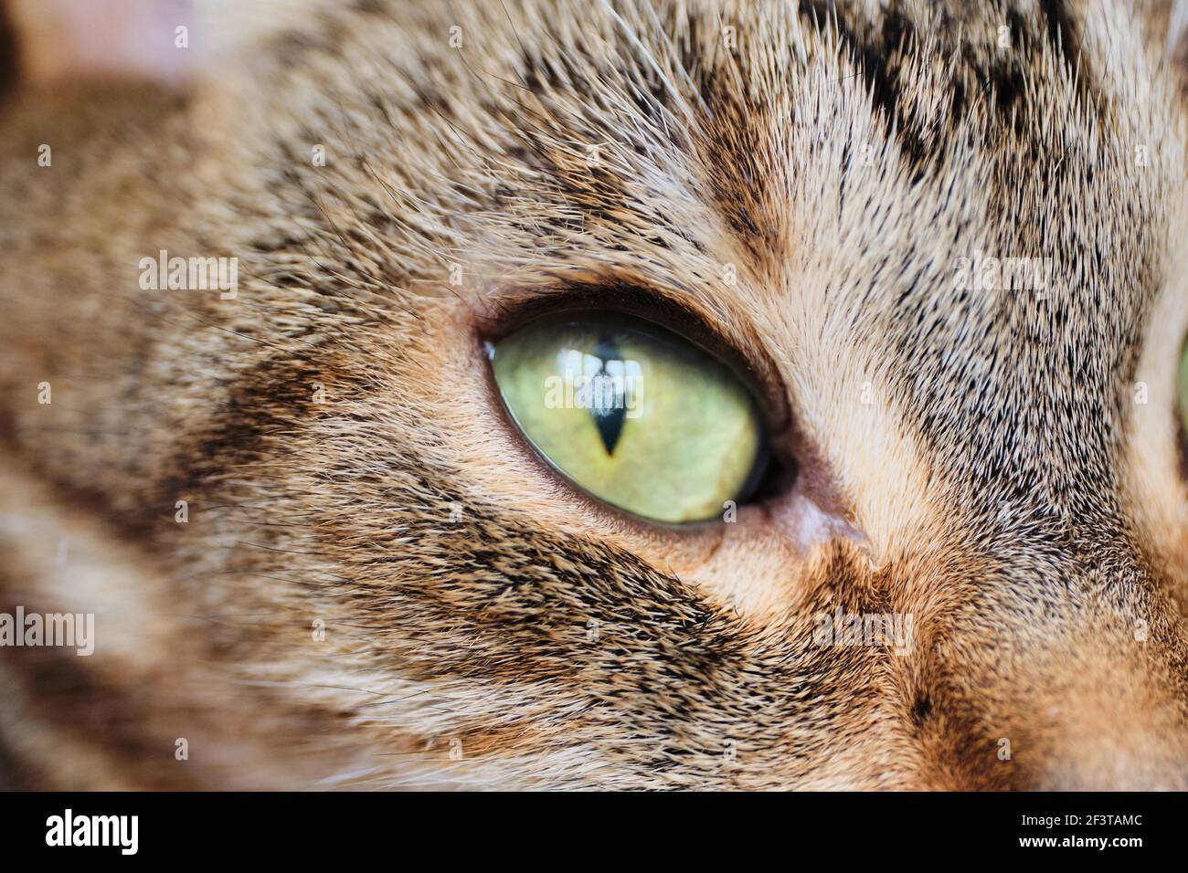 Cloudy spot on the cat eye. Disease of blindness in an animal. Close up