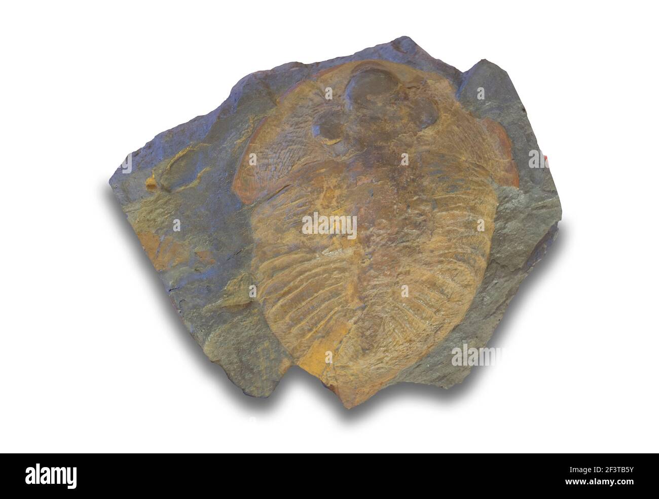 Nobiliasaphus delessei Trilobite. Ordovician period. Isolated Stock Photo