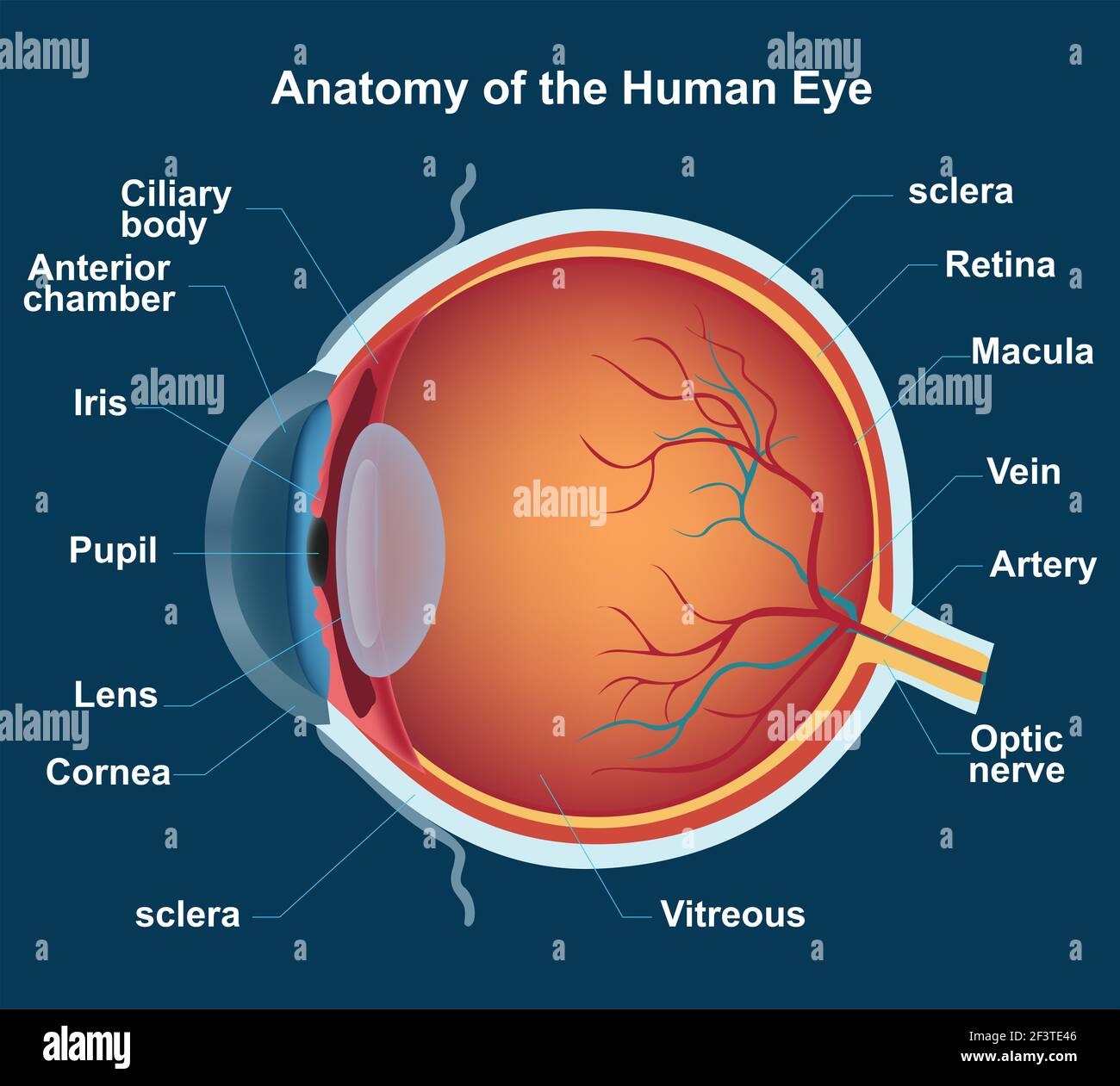 anatomia del ojo humano Stock Photo