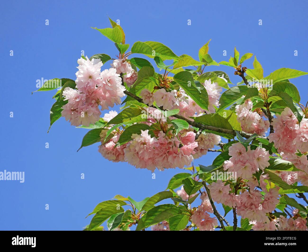 Blossom of Almond Trilobate tree, Latin name - Prunus triloba, beautiful pink flowers on branch in early May, vivid deep blue sky background, close-up Stock Photo