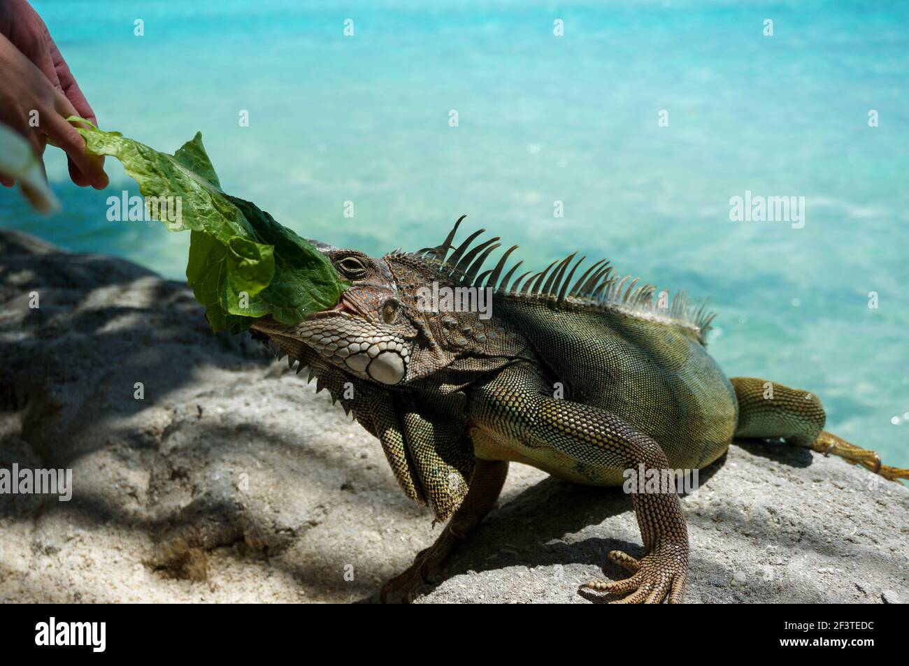Green Iguana (Iguana Iguana) eating salad leaves. clear blue water Stock Photo Alamy