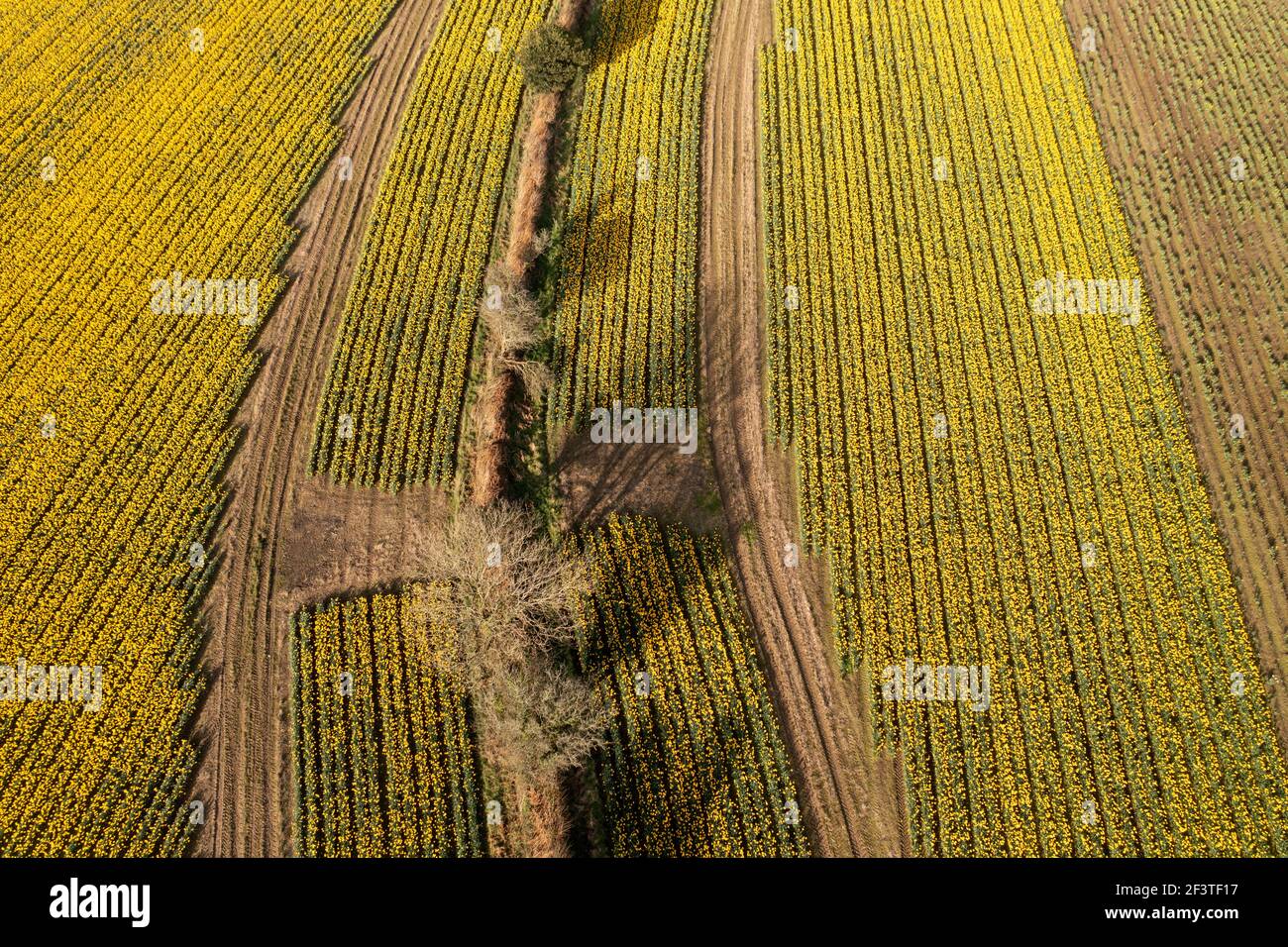 A field of flowering daffodils in Cornwall where the lack of foreign pickers due to Brexit has meant that flowers are left unpicked and wasted Stock Photo