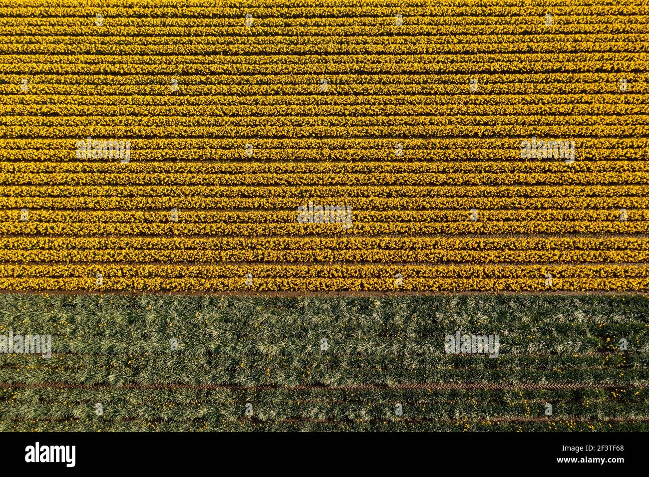 A field of flowering daffodils in Cornwall where the lack of foreign pickers due to Brexit has meant that flowers are left unpicked and wasted Stock Photo